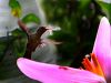 El hermoso colibri