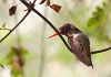 El hermoso colibri