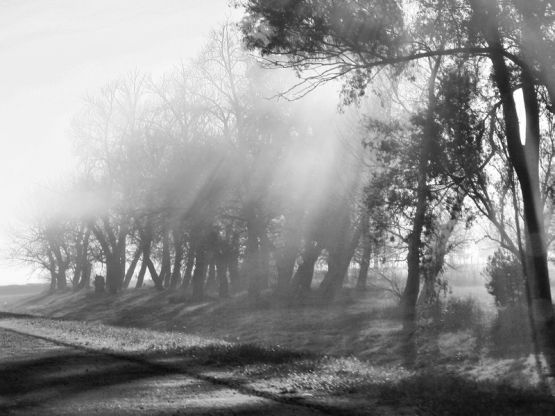 Foto 4/Niebla y sol de la maana