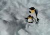 Pingus el la nieve-serie-