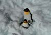Pingus el la nieve-serie-
