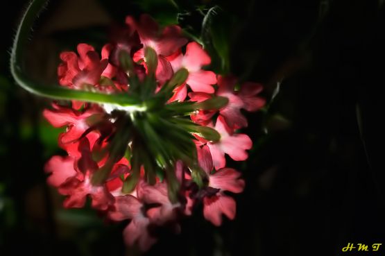 Foto 4/Glandularia peruviana