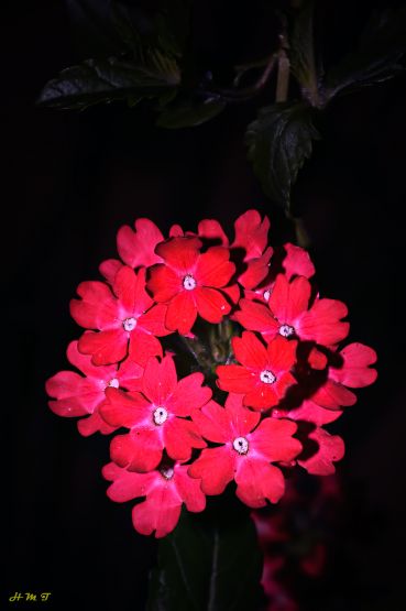 Foto 5/Glandularia peruviana