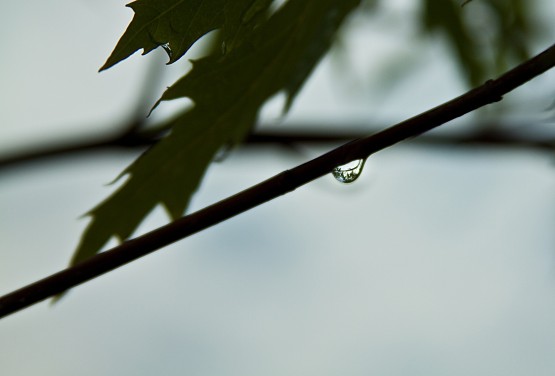 Foto 2/Despus de la lluvia
