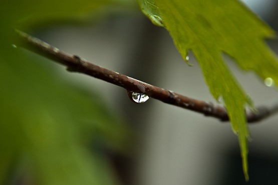Foto 4/Despus de la lluvia