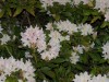 Flores de San Martin de los Andes ...