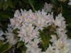 Flores de San Martin de los Andes ...