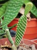 cactus y espinas