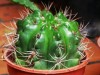 cactus y espinas