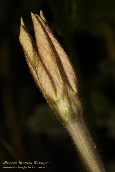 Foto 1/Nicotiana longiflora