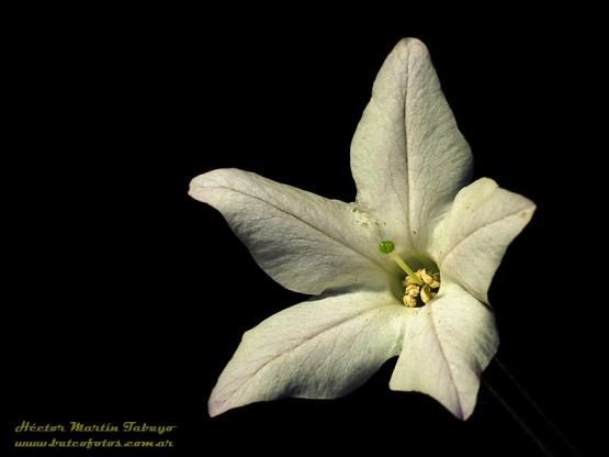 Foto 2/Nicotiana longiflora