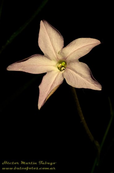 Foto 3/Nicotiana longiflora