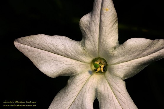 Foto 4/Nicotiana longiflora