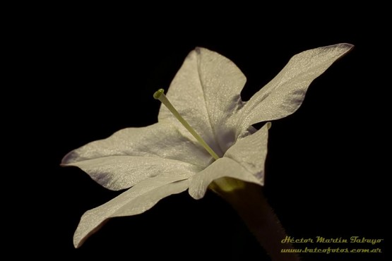Foto 5/Nicotiana longiflora