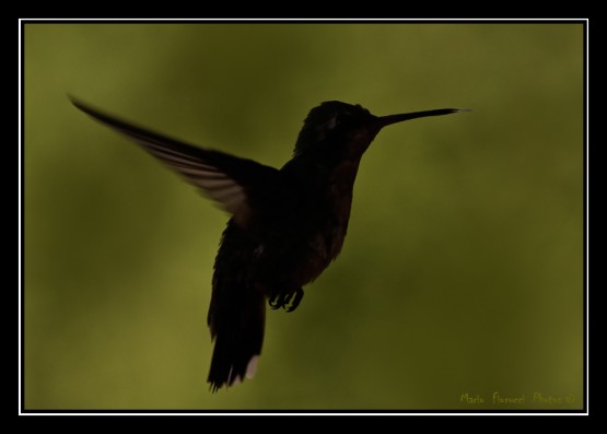 Foto 1/Contraluz de colibries