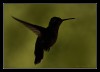 Contraluz de colibries
