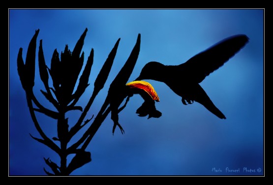 Foto 2/Contraluz de colibries