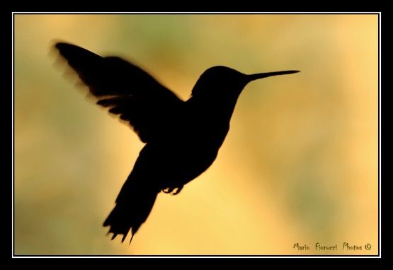 Foto 3/Contraluz de colibries