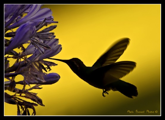 Foto 4/Contraluz de colibries