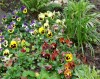 flores en los jardines de Washington (USA) 2
