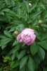 flores en los jardines de Washington (USA) 2