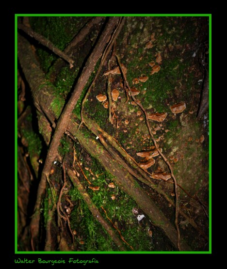 Foto 2/Entre la humedad de la selva...
