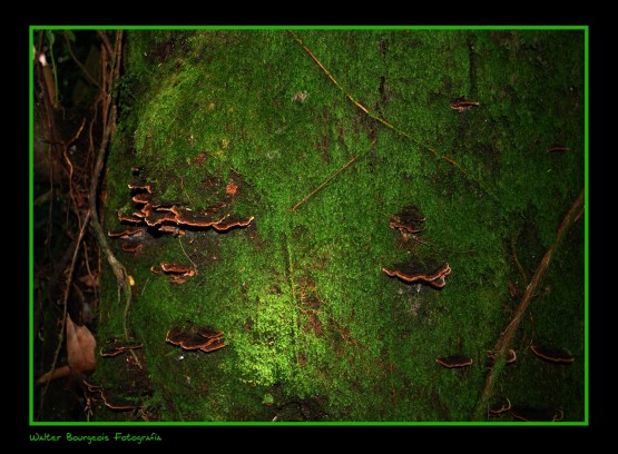 Foto 4/Entre la humedad de la selva...