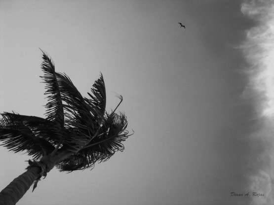 Foto 2/Palmeras, viento y vuelo.