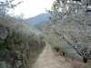 El cerezo en flor en Tornavacas
