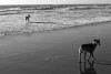 Perros de playa
