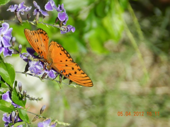 Foto 2/El vuelo de la mariposa