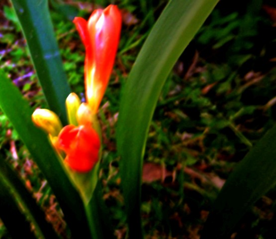 Foto 1/las primeras flores de la primavera