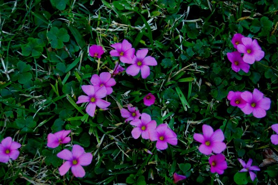 Foto 5/las primeras flores de la primavera