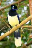 Aves de Sudamrica