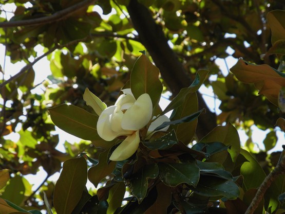 Foto 2/Tiempo de Magnolias!