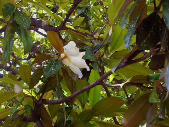 Foto 4/Tiempo de Magnolias!