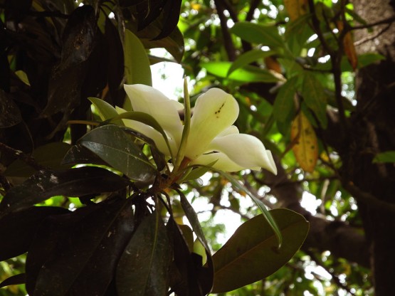 Foto 5/Tiempo de Magnolias!