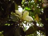 Tiempo de Magnolias!