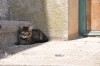 gatos, los unicos que siguen habitando el hotel