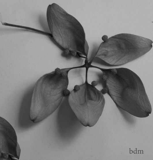 Foto 1/firmiana : es el nombre de la flor desconocida