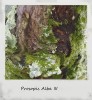 Prosopis Alba