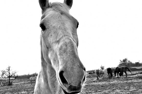Foto 3/Una de caballos