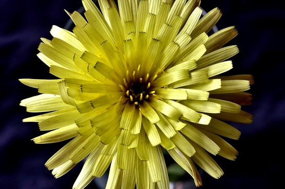 Foto 1/Detalles de una flor