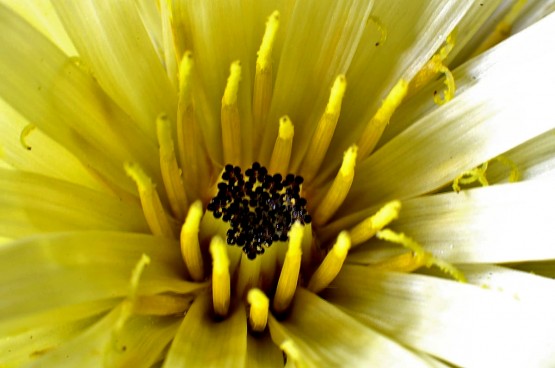 Foto 2/Detalles de una flor