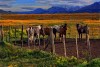 Patagonia 7 viaje-el campo cont