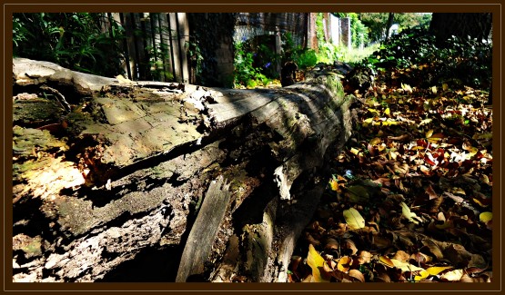 Foto 1/`El tronco de la vereda`
