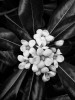 Flores en Blanco y Negro