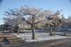 nevada en el parque central de la ciudad de mza.-