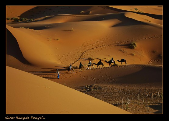 Foto 5/Curiosidades del desierto...