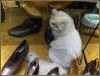 Gato con botas...